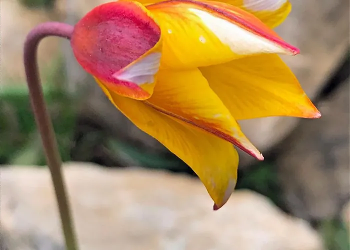 Marin * Ναρμπόν