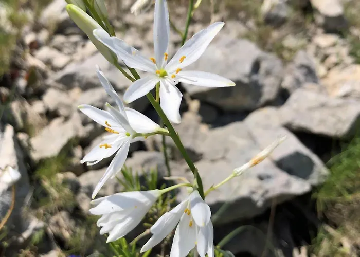 Marin * Ναρμπόν