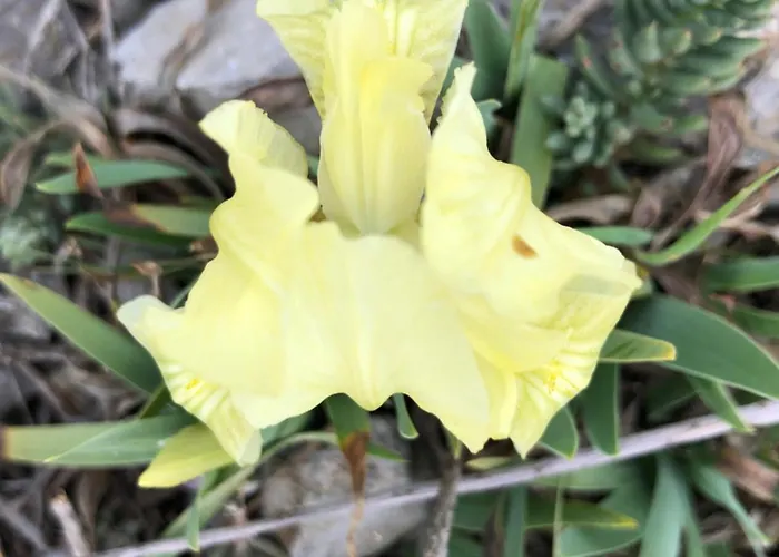 Marin Ναρμπόν